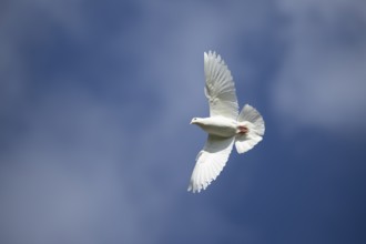 White or Release dove (Columba livia domestica) adult bird in flight, England, United Kingdom,