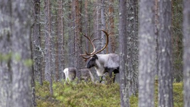 Reindeer (Rangifer tarandus) in the forest, Lapland, Finland, Europe