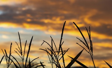 Silhouette, cornfield, nature, sunrise, dawn, Denzlingen, Germany, Europe