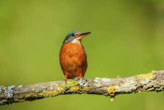 Common kingfisher (Alcedo atthis) sitting on a branch with autumncolours, wildife, Catalonia,