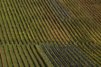 vineyard, vines, grapevines, winegrowing, autumn colouring, autumn, graphic, Strümpfelbach,