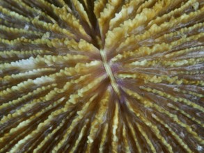 Close-up of a brownish coral, mushroom coral (Fungia fungites), showing fine details and textures,