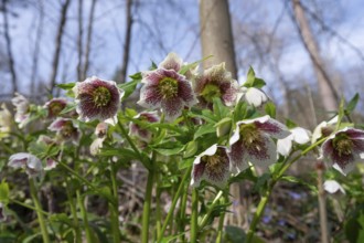 Oriental hellebore (Helleborus orientalis), Bavaria, Germany, Europe