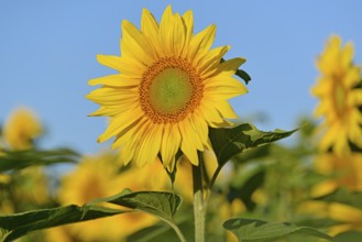Sunflower (Helianthus annuus) in bloom, sunflower field, blue sky, North Rhine-Westphalia, Germany,