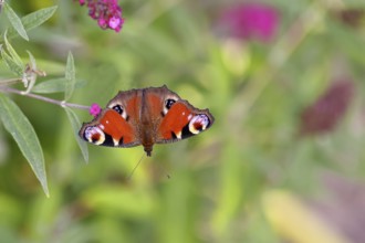 Peacock butterfly (Inachis io) sucking nectar on butterfly bush (Buddleja davidii), in a natural