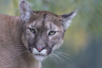 One male cougar, Puma concolor, frontal portrait