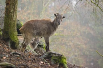 A female Himalayan Tahr (Hemitragus jemlahicus) stands in the forest on a foggy day