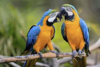 Yellow-breasted Macaw (Ara ararauna), adult, in perch, pair, social behaviour, South America