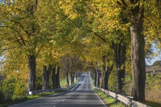Autumnal lime tree avenue (Tilia) on a federal road B 104, Lübeck-Rehna, Mecklenburg-Vorpommern,