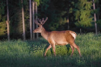 An Altai maral stag, Altai wapiti or Altai elk (Cervus canadensis sibiricus) stands in a meadow in