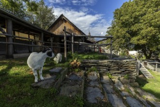 Goat (Capra) on a farm in the mountain village of Rasa, Centovalli, Canton Ticino, Switzerland,