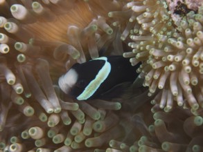 A black and white anemonefish, Clark's anemonefish (Amphiprion clarkii) melanistic, hiding in a sea