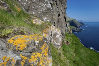 Yellow lichen, rocky coast of Mykines, behind Vágar Island, Mykines, Útoyggjar, Faroe Islands,