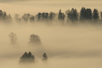 Foggy mood, fog, morning light, backlight, autumn, Loisach-Lake Kochel-Moor, foothills of the Alps,