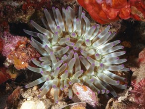 Sea anemone with purple tips and green tentacles, rock rose (Cribrinopsis crassa), in an underwater