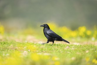 Common raven (Corvus corax) on a flowering meadow in autumn, Pyrenees, Catalonia, Spain, Europe