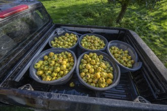 Freshly harvested quinces (Cydonia oblonga) in tonnes on a pickup truck, Mecklenburg-Vorpommern,