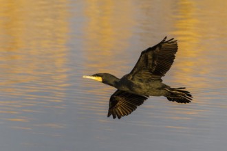 A cormorant flies gracefully over the water, which glows in warm orange tones, Cormorant,