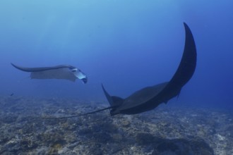 Two reef manta rays (Mobula alfredi), one of them completely in black, float gracefully through