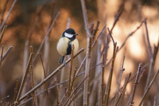 A great tit (Parus major) sits between branches in a wintry atmosphere at sunset