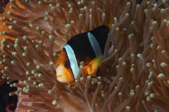 A clownfish with vivid colours, Clark's anemonefish (Amphiprion clarkii), hiding in a sea anemone