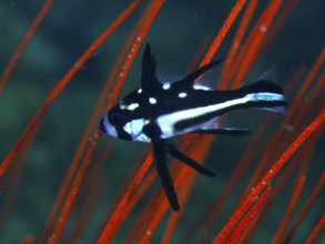 A black and white fish with spots, juvenile yellow-eyed snapper (Macolor macularis), swimming in