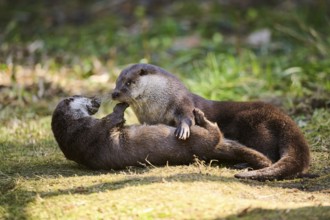 Eurasian otters (Lutra lutra) playing on a meadow in the bavarian forest, Bavaria, Germany, Europe