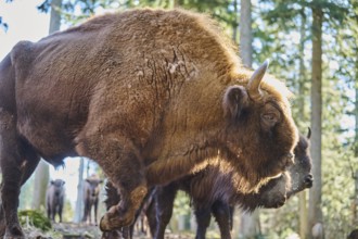 European bison (Bison bonasus) in a forest in spring, Bavarian Forest, Germany, Europe