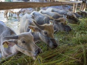 Young water buffalo (Bubalus arnee) market, Rantepao, Tana Toraja, Sulawesi, Indonesia, Asia