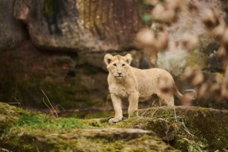 Asiatic lion (Panthera leo persica) cub standing on the ground, captive