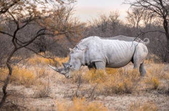Southern white rhinoceros (Ceratotherium simum simum), rhino among flowers in the evening light,