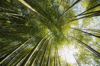 Bamboo, Botanical garden, Spring, Villa Carlotta, Tremezzo, Province of Como, Lake Como, Lago di