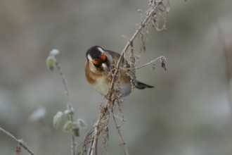 European goldfinch (Carduelis carduelis) adult bird feeding on Nettle seeds in the winter, England,