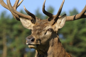 A powerful stag with large antlers against a wooded background, red deer (Cervus elaphus), Bavaria