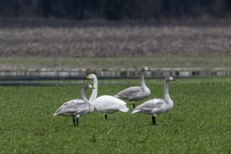 Whooper swans (Cygnus cygnus), Emsland, Lower Saxony, Germany, Europe