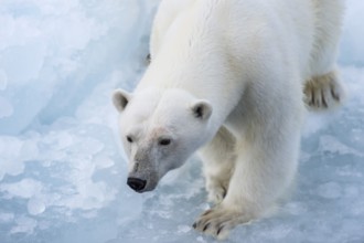 Polar bear (Ursus maritimus) on the pack ice at 82 degrees north, Spitsbergen Island, Svalbard and