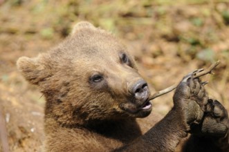 A bear cub gnawing on a small twig, Eurasian brown bear (Ursus arctos arctos), Bavarian Forest