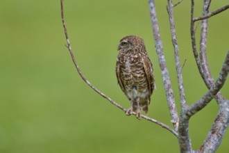 Burrowing owl (Speotyto cunicularia), sitting on a branch and observing the surroundings, Pembroke