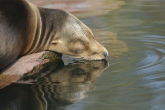 A sea lion lies on a rock and touches the water with its snout. The calm image conveys relaxation