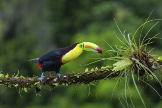 Fishing Toucan (Ramphastos sulfurantus), Toucans (Ramphastidae), Laguna del Lagarto Lodge,