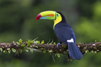 Fishing Toucan (Ramphastos sulfurantus), Toucans (Ramphastidae), Laguna del Lagarto Lodge,