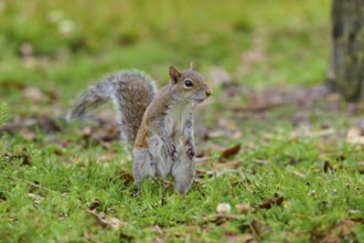 Grey Squirrel (Sciurus carolinensis), on meadow, springtime, Florida, USA, North America