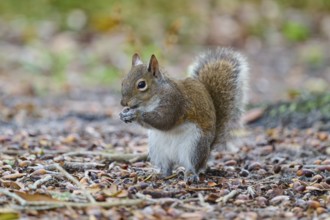 American grey squirrel (Sciurus carolinensis), sitting on the ground in the forest, Pembroke Pines,