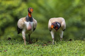 King vulture (Sarcoramphus papa), cock, vulture birds (Aegypiinae), Laguna del Lagarto Lodge,