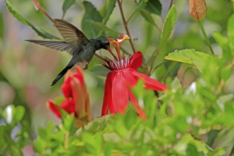Broad-billed hummingbird (Cynanthus latirostris), adult, male, flying, on flower, foraging, Sonoran