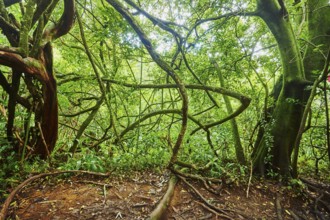Landscape of Rainforest at the Lulumahu trail to the Lulumahu falls, Honolulu Watershed Forest