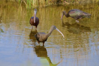 Three Glossy ibis (Plegadis falcinellus), walking around in the swamp, Black Point Wildlife Drive,