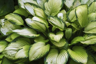 Close-up of Hosta plant with ovate shaped and variegated narrow margined leaves in summer, Quebec,
