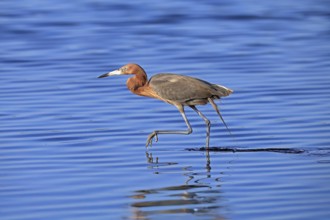 Reddish Egret (Egretta rufescens), adult, in water, foraging, hunting, alert, Merritt Island, Black