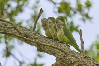 Monk parakeet (Myiopsitta monachus), three parrots sitting on a branch in a natural environment